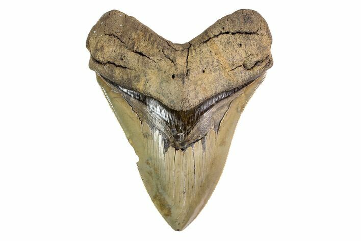 Serrated, Fossil Megalodon Tooth - South Carolina #156539